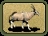 Gemsbok