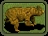 Grizzly Bear