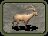 Ibex