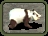 Giant Panda